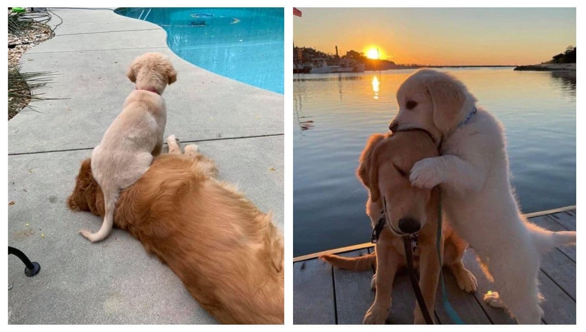 5 FOTOS de perritos graciosas para celebrar el Día del Perro 2023