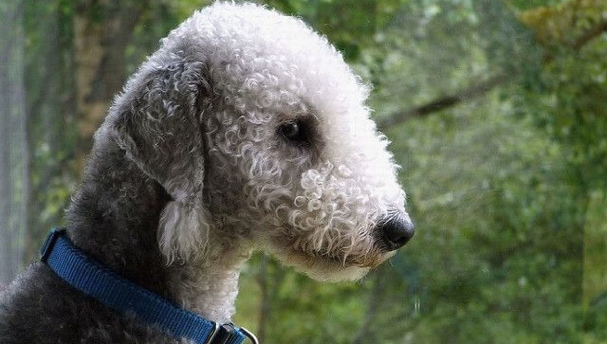 5 características de los Bedlington terrier, los raros "perros oveja"