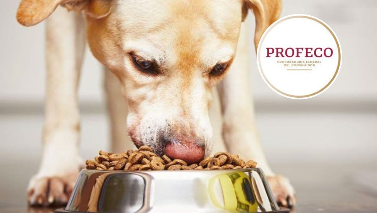 ¿Qué es mejor Purina Dog Chow o Pedigree? Profeco da la respuesta DEFINITIVA