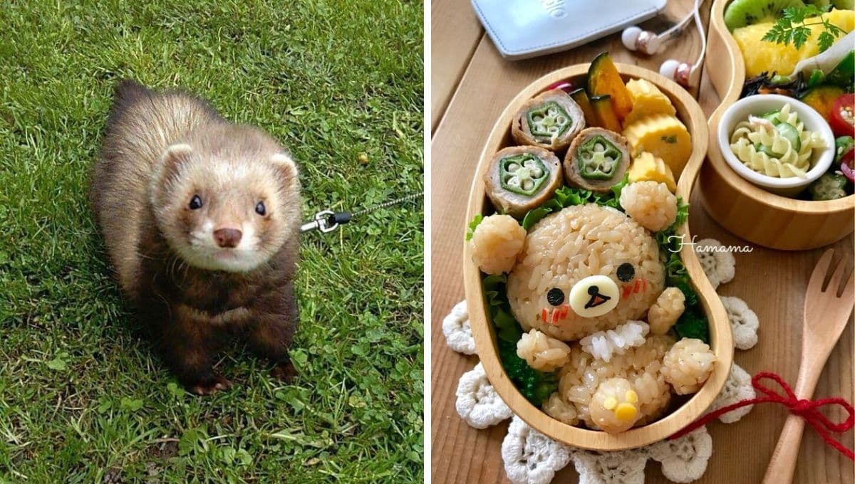 3 comidas caseras para hurones que le encantarán