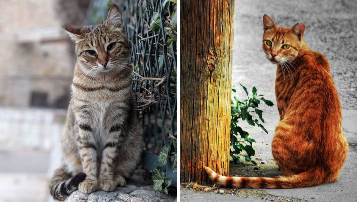 5 cosas que me hubiera gustado saber antes de adoptar a un gato callejero