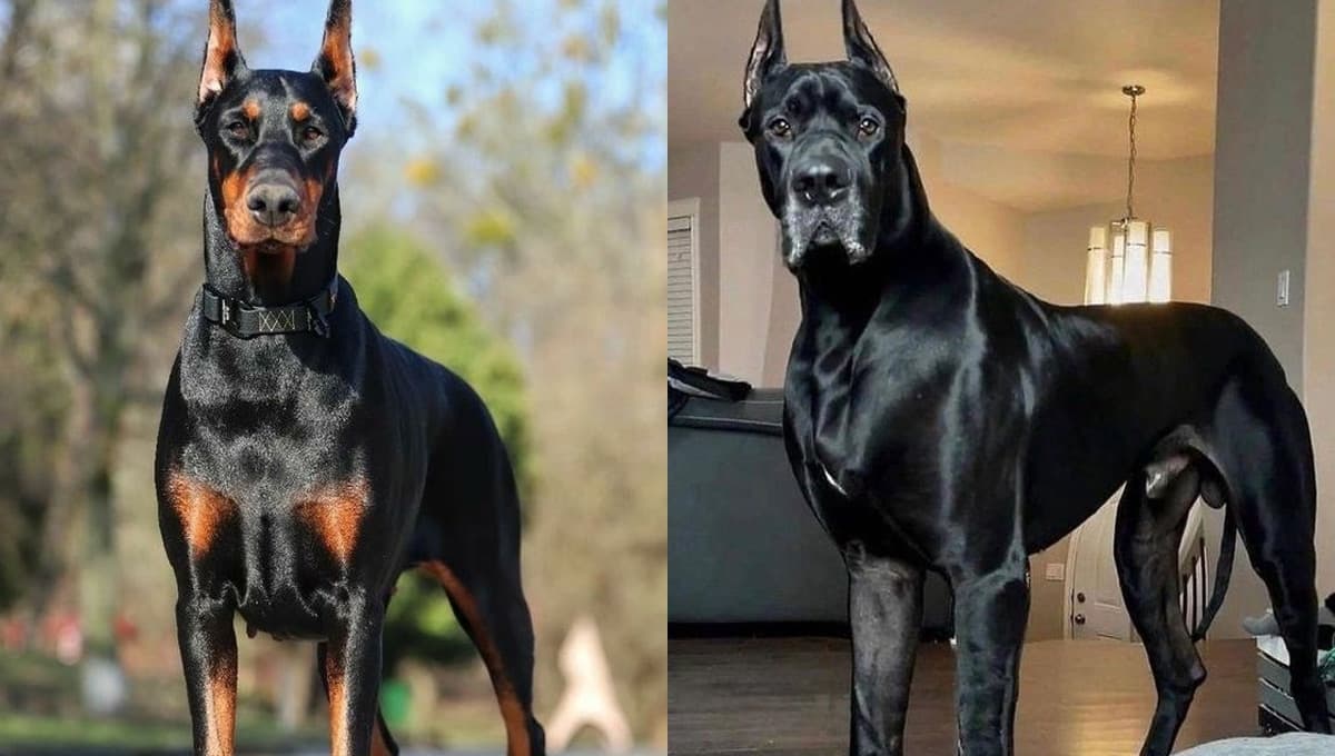 5 nombres IMPONENTES para perros grandes y bravos con significado