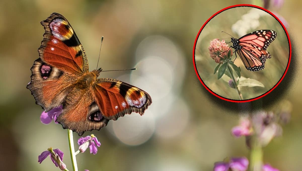 ¿Cuál es el significado espiritual de las mariposas?
