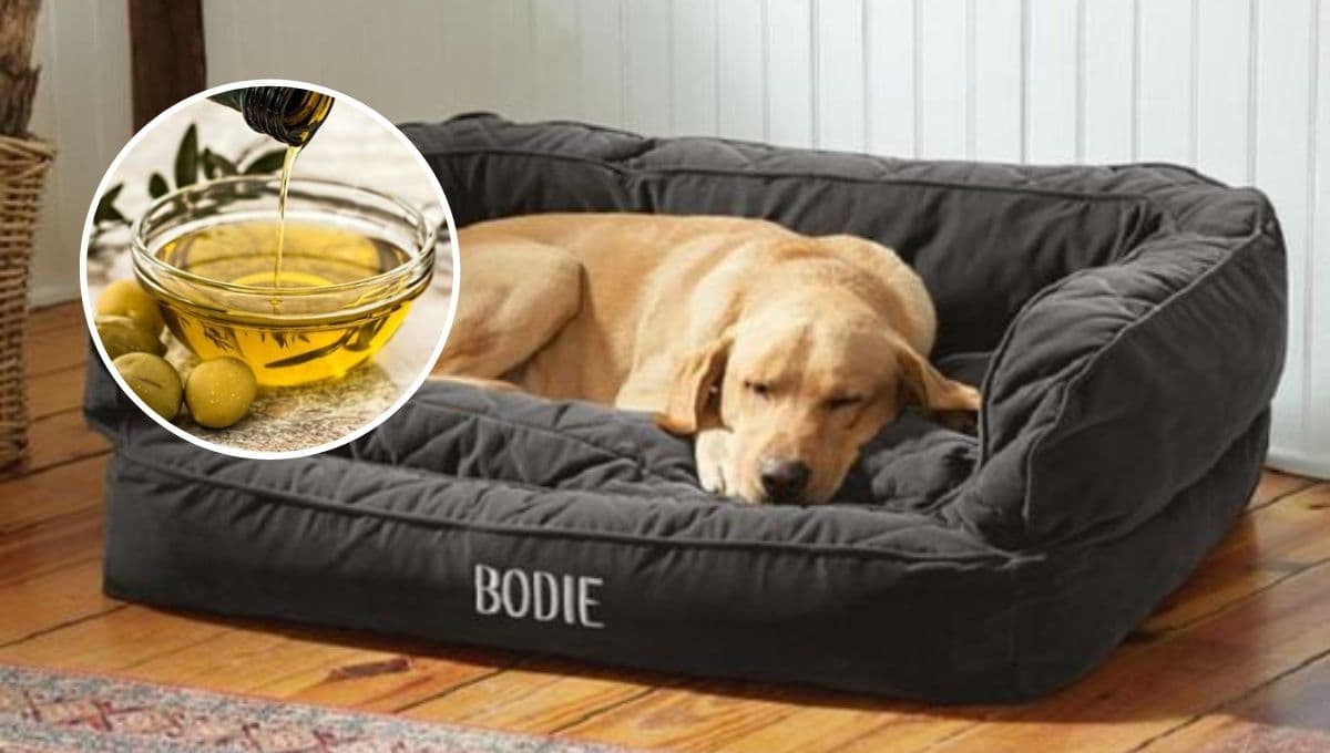 ¿Qué remedio casero le puedo dar a mi perro para el vómito?