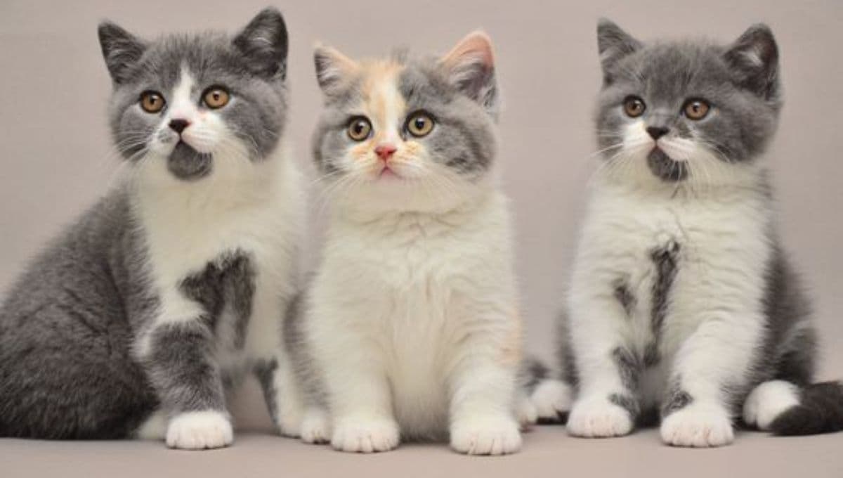 Test rápido para saber si mi gatito bebé está bien de salud