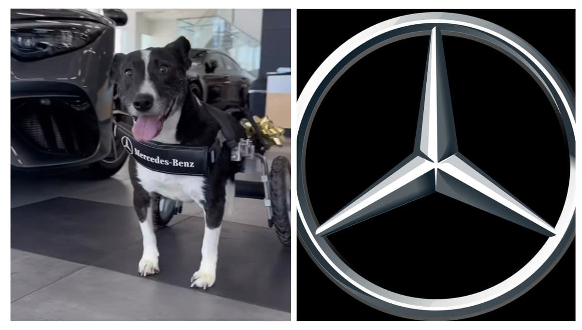 La desgarradora historia de Bunny, el perro sin patitas traseras al que le regalaron una nueva vida