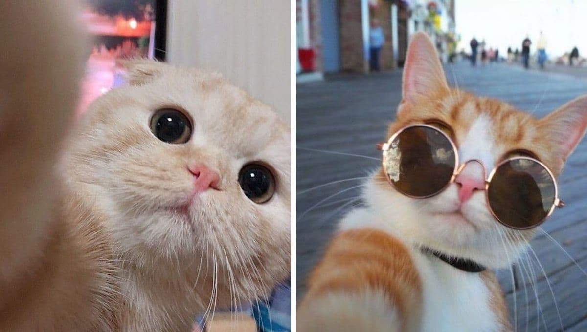 5 fotos de gatitos tiernos para poner de perfil en WhatsApp