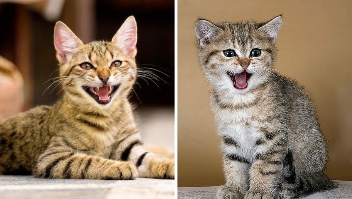 ¿Qué significa que mi gato maúlle mucho?