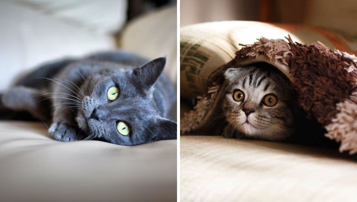 ¿Qué es lo bueno y lo malo de tener un gato?