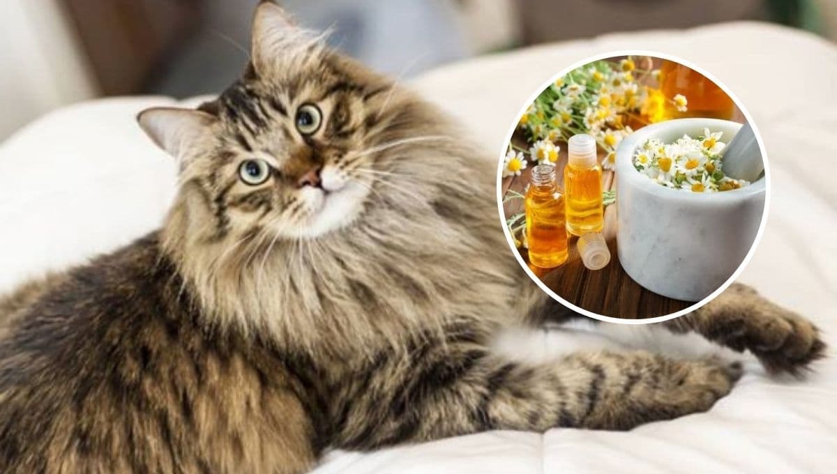 ¿Cómo quitarle las pulgas a un gato SIN bañarlo?