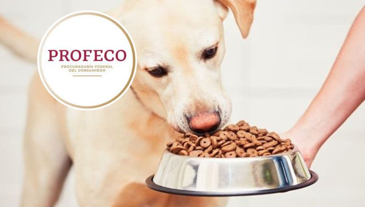 Ventajas y desventajas de la croqueta Purina Dog Chow según la Profeco 2023