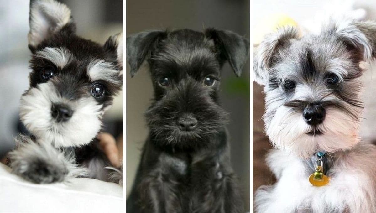 5 nombres coquetos para perritas bonitas con significado