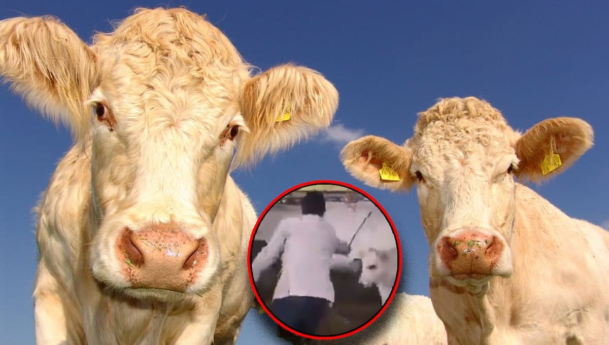 Hombre golpea a vaca y becerrito la defiende exitosamente con una PATADA | VIDEO
