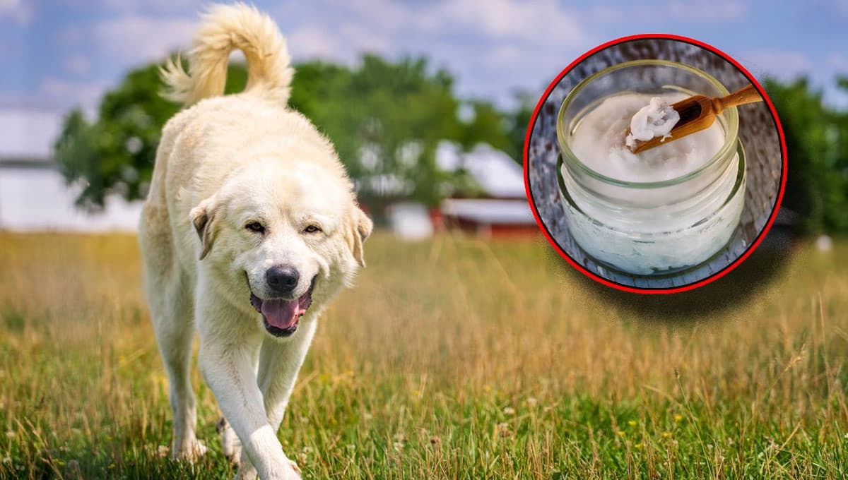 ¿Qué antiinflamatorio NATURAL le puedo dar a mi perro?