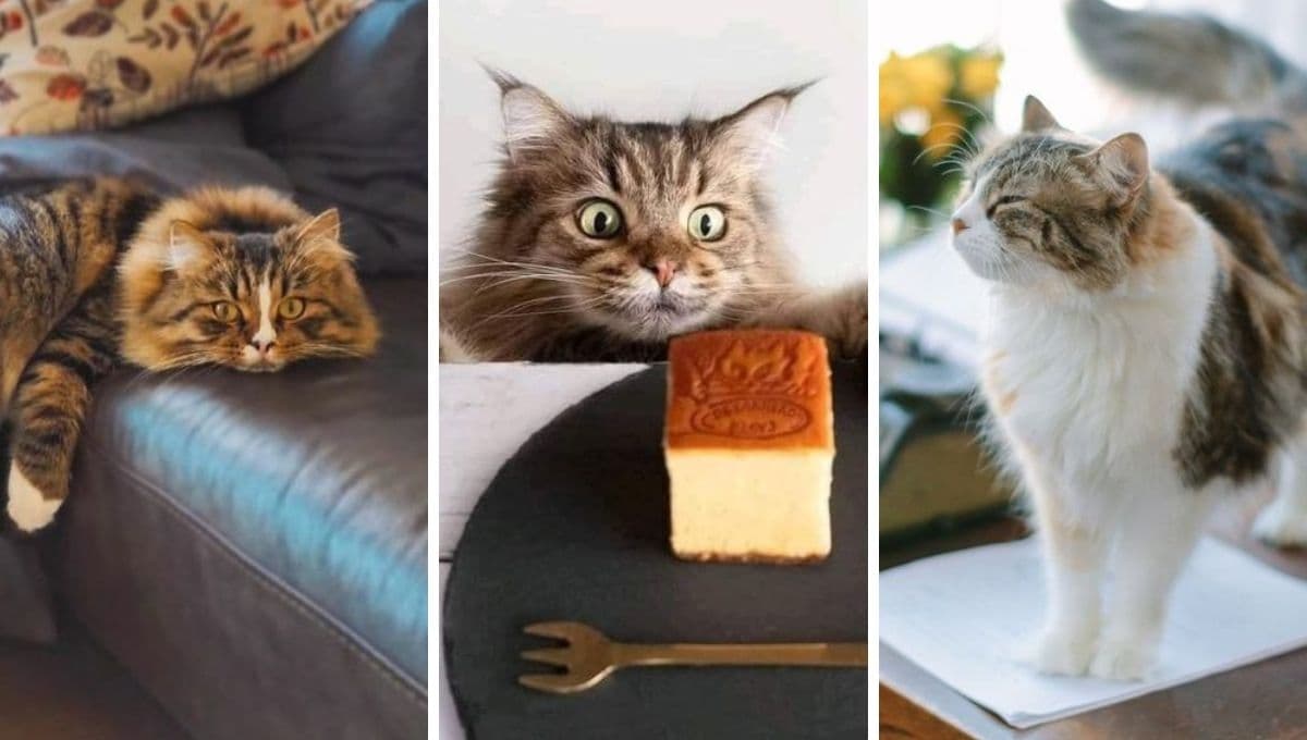 5 BENEFICIOS que aporta tener un gato en casa