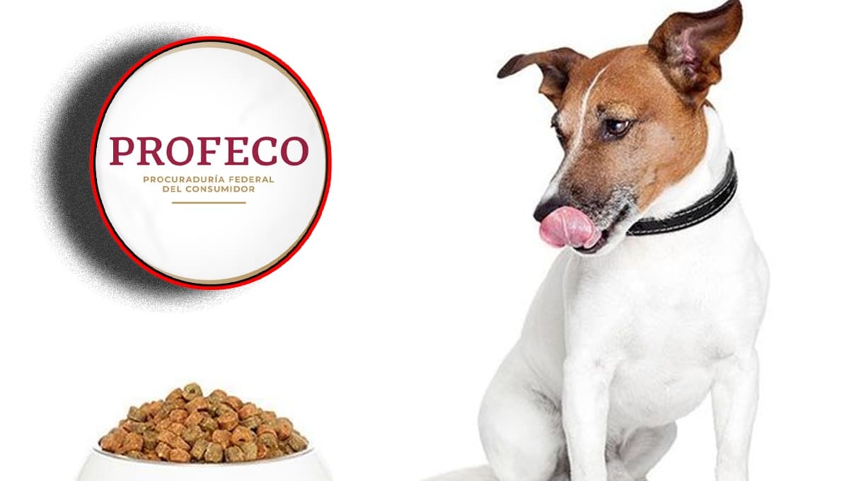 Es una de las croquetas para perro más económicas pero Profeco demostró que son MALAS