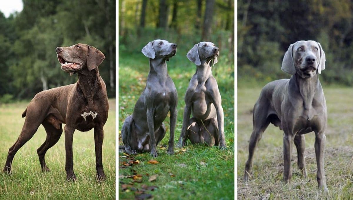 5 características del Gran Danés, el perro más grande del mundo