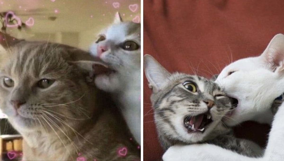 5 FOTOS de gatos graciosos con frases para conquistar a tu crush