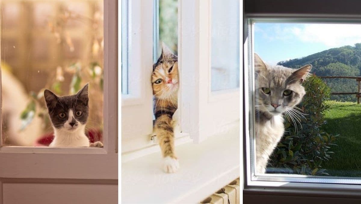 QUIZ para saber si tu gato tiene una misión espiritual qué cumplir