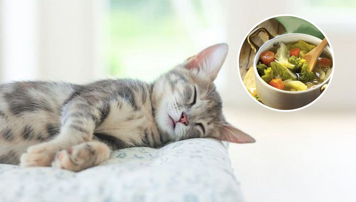 ¿Qué remedio casero le puedo dar a un gato resfriado?