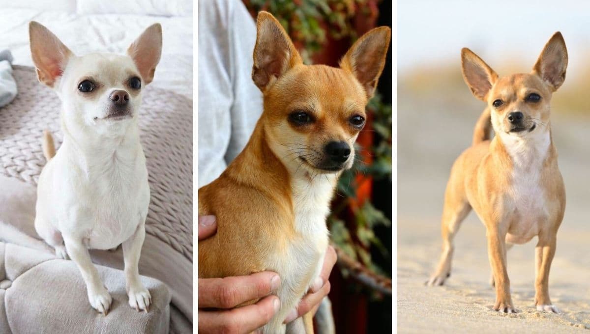 5 nombres poderosos y fuertes para perros pequeños con significado