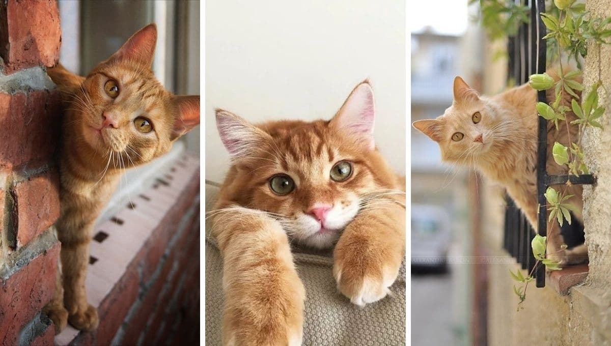 ¿Cuáles son los peligros de tener un gato en casa?