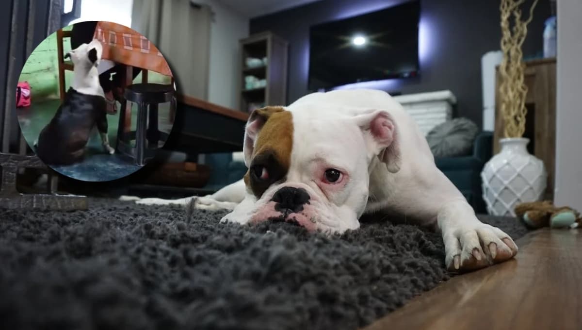 Perrito hace berrinche y finge desmayo porque no le daban de comer (VIDEO)