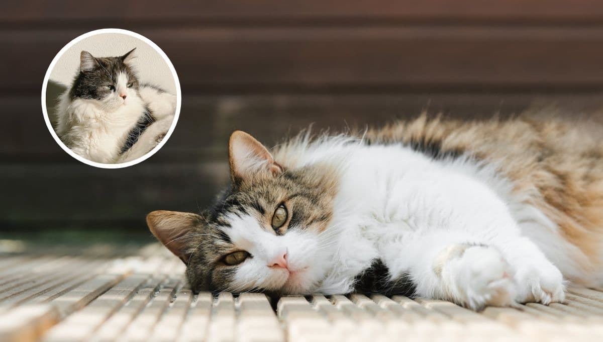 TEST fácil para saber si tienes un gato FLOJO en casa