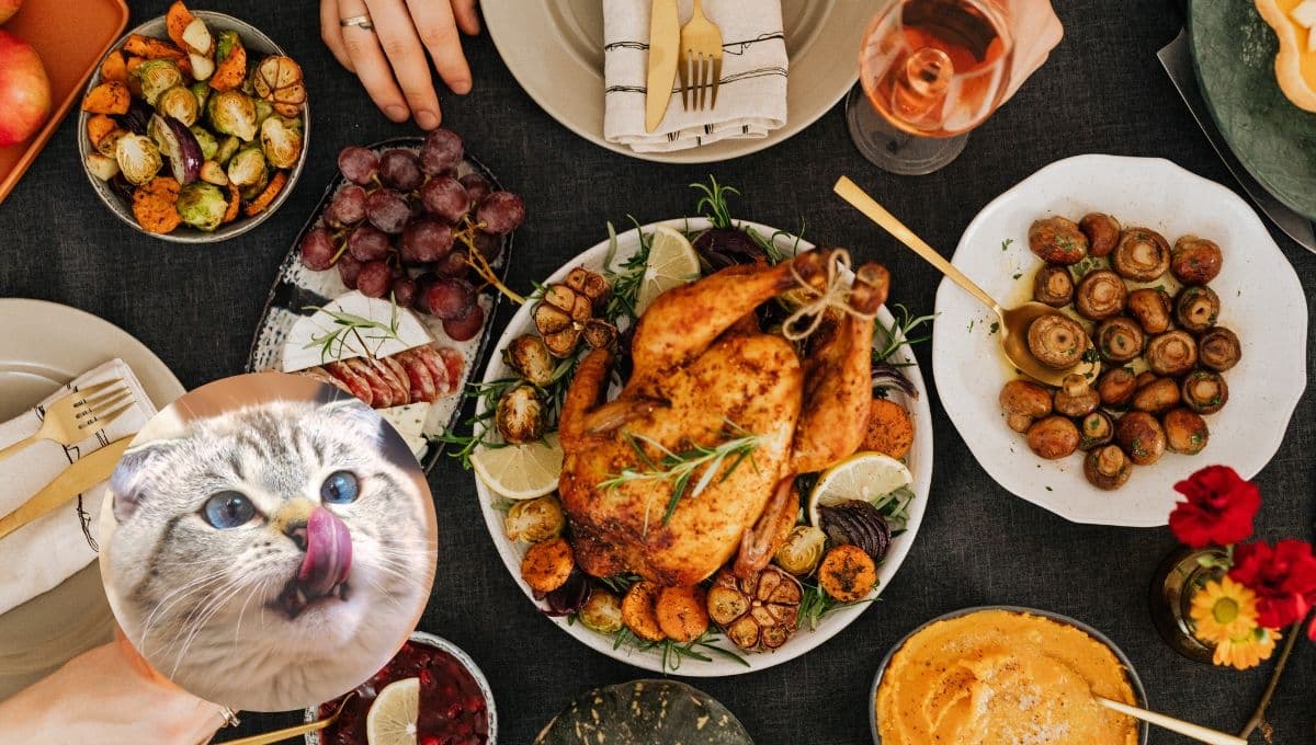 ¿Qué alimentos humanos pueden comer los gatos?