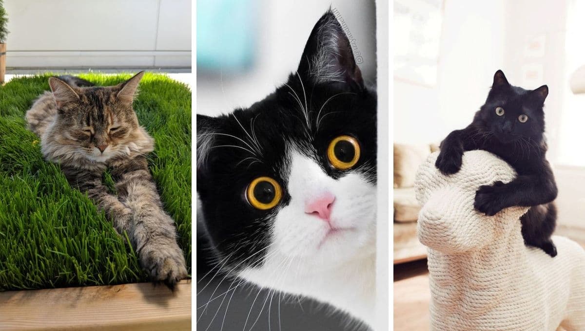 ¿Cuáles son las 5 personalidades de los gatos según un estudio?