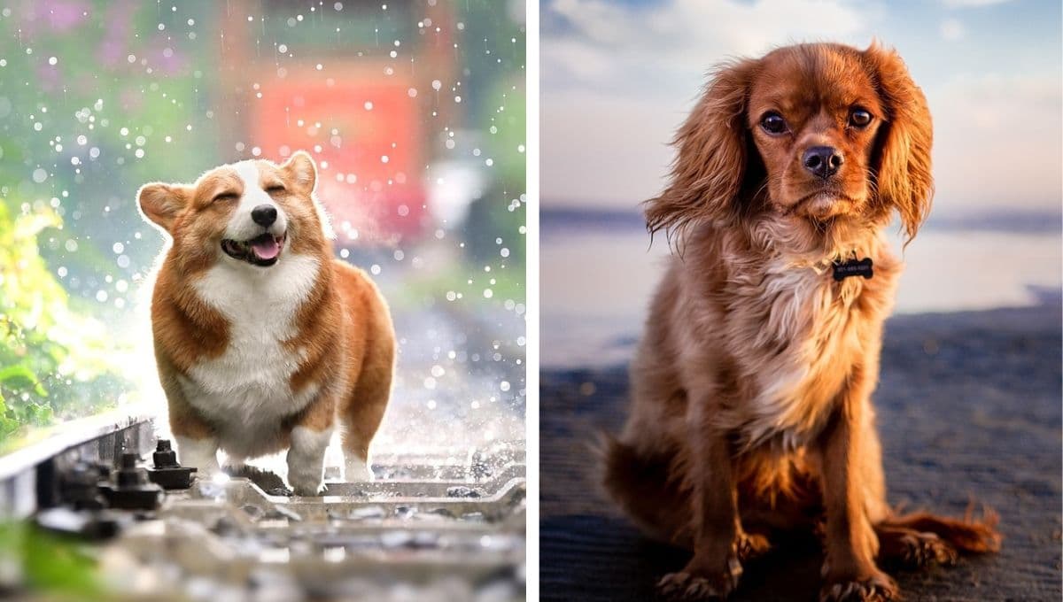 5 nombres para perritas bonitas con significado espiritual