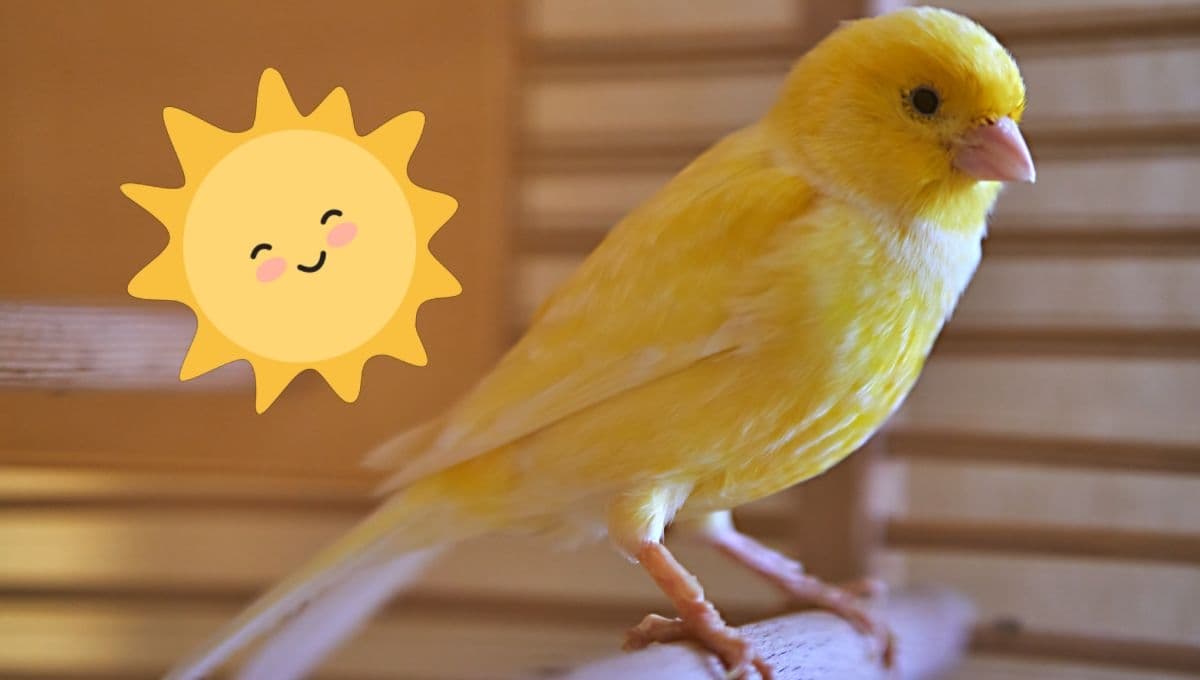¿Cómo entretener y hacer feliz a un canario? 3 tips importantes