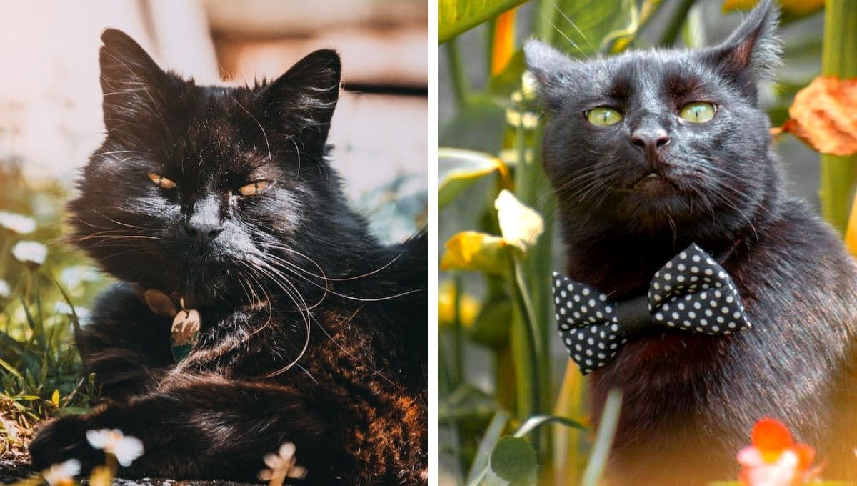5 BENEFICIOS de tener un gato negro en casa