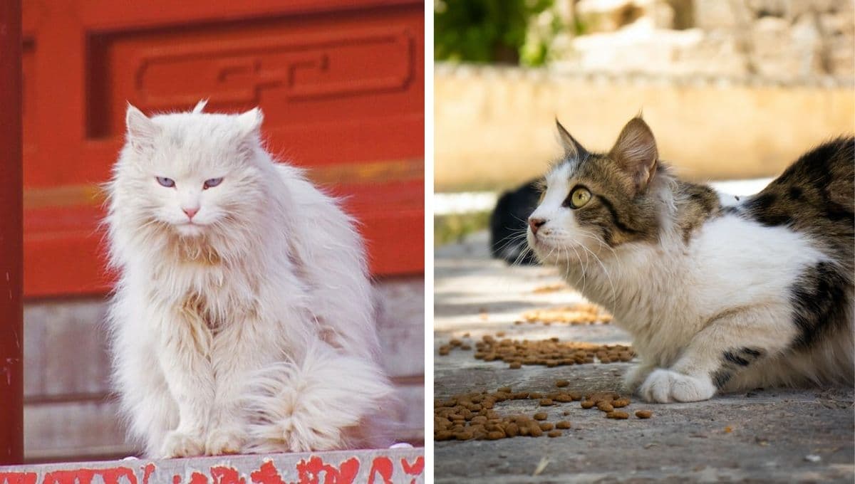 6 características de los gatos altamente DOMINANTES para saber si tienes uno
