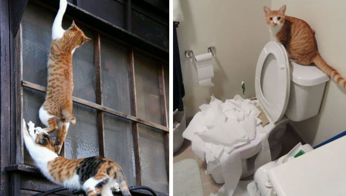 ¿Qué hacer cuando un gato es MUY inquieto?