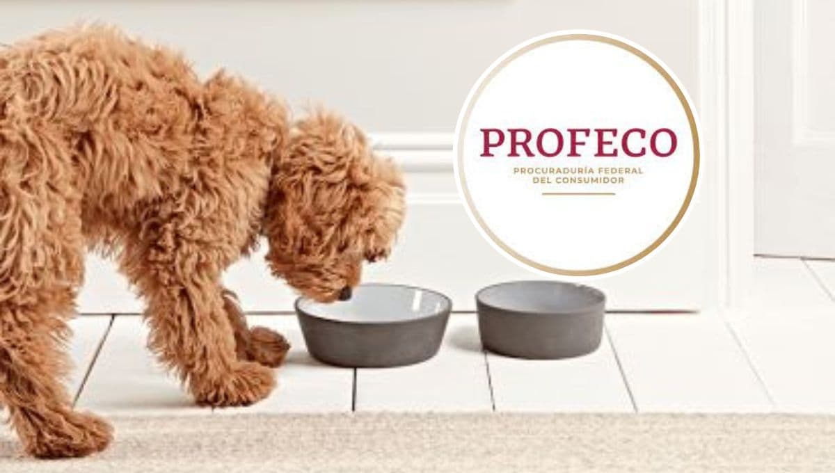 ¿Royal Canin o Nupec? Esta es la MEJOR croqueta para perro según Profeco 2023