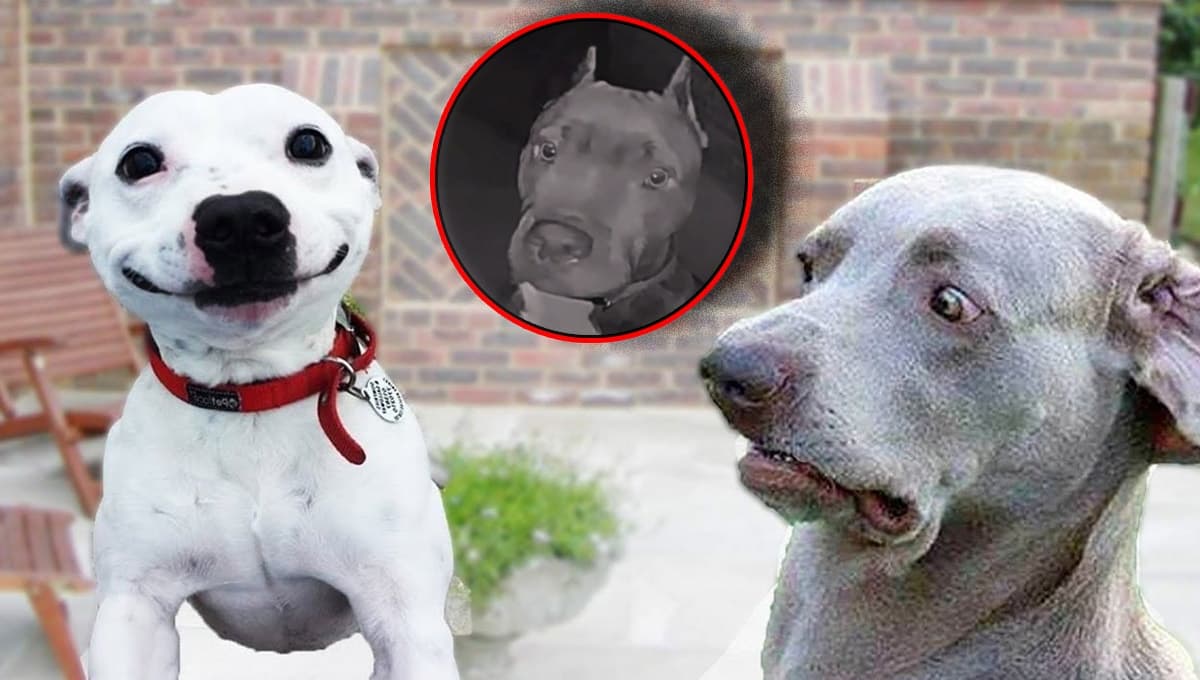 Perrito va a la casa de su vecino y le toca el timbre para dormir con él (VIDEO)