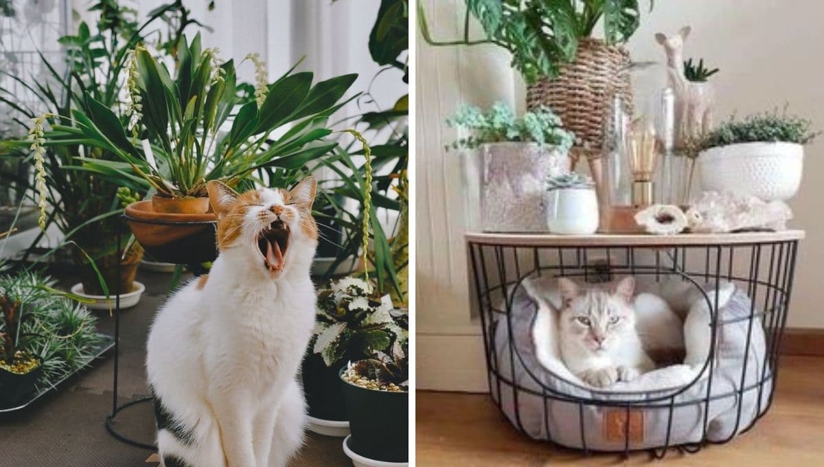 6 nombres PODEROSOS y originales para gatos con significado