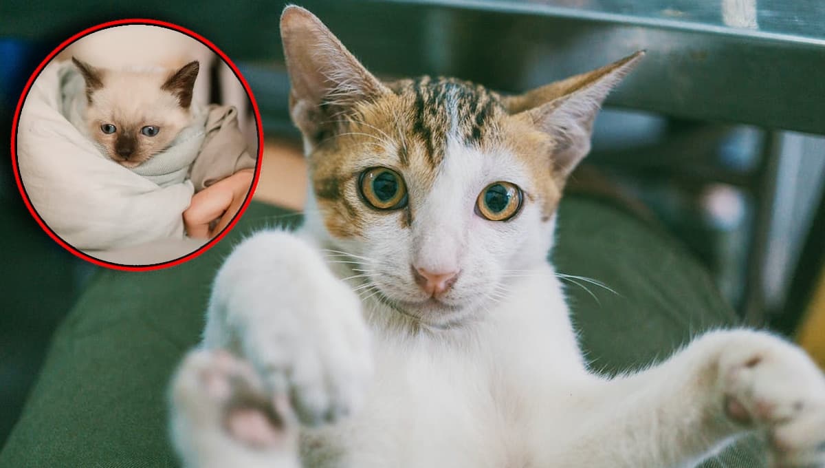 ESTAS fueron las 3 acciones que hizo mi gato con las que me di cuenta de que SÍ me quería