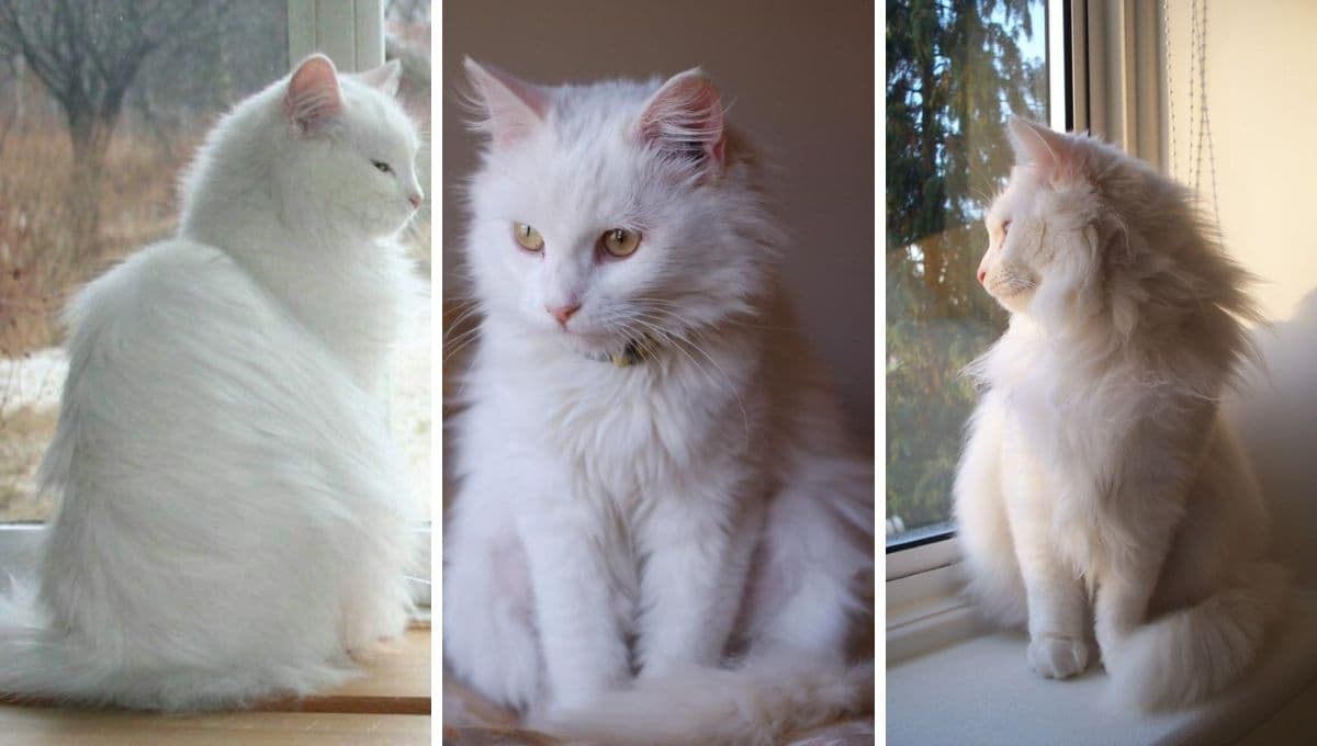 6 características de los gatos angora para entender por qué son tan especiales
