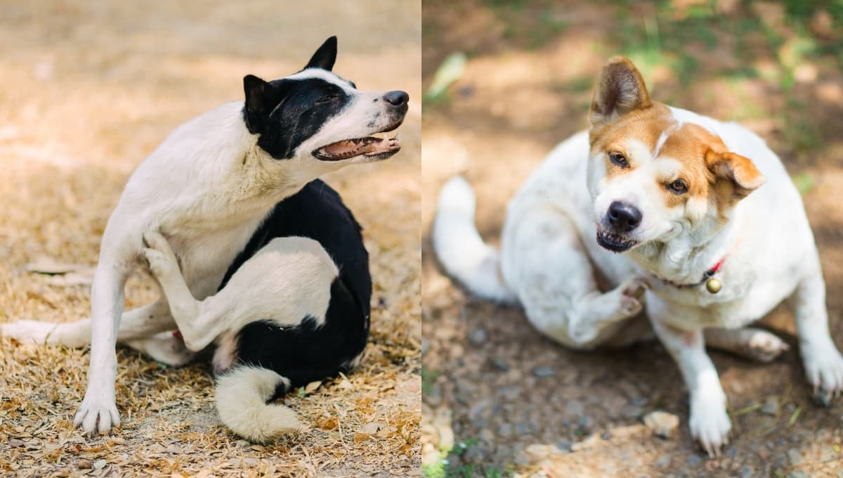 ¿Cómo calmar la picazón a un perro con remedios caseros?