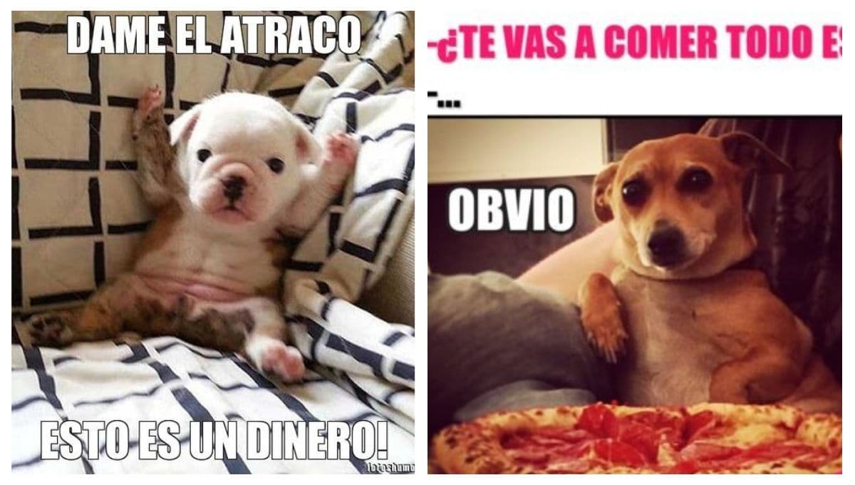 5 MEMES de perros para recibir agosto 2023 muy divertido
