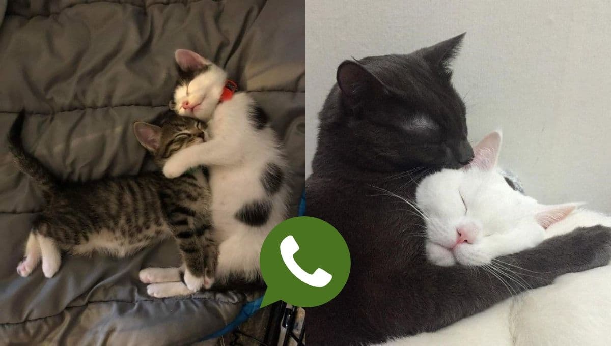 5 fotos de gatos bonitos para compartir con tu pareja en WhatsApp