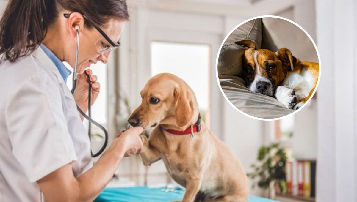 ¿Qué significa cuando mi perro da vueltas en círculo y llora?