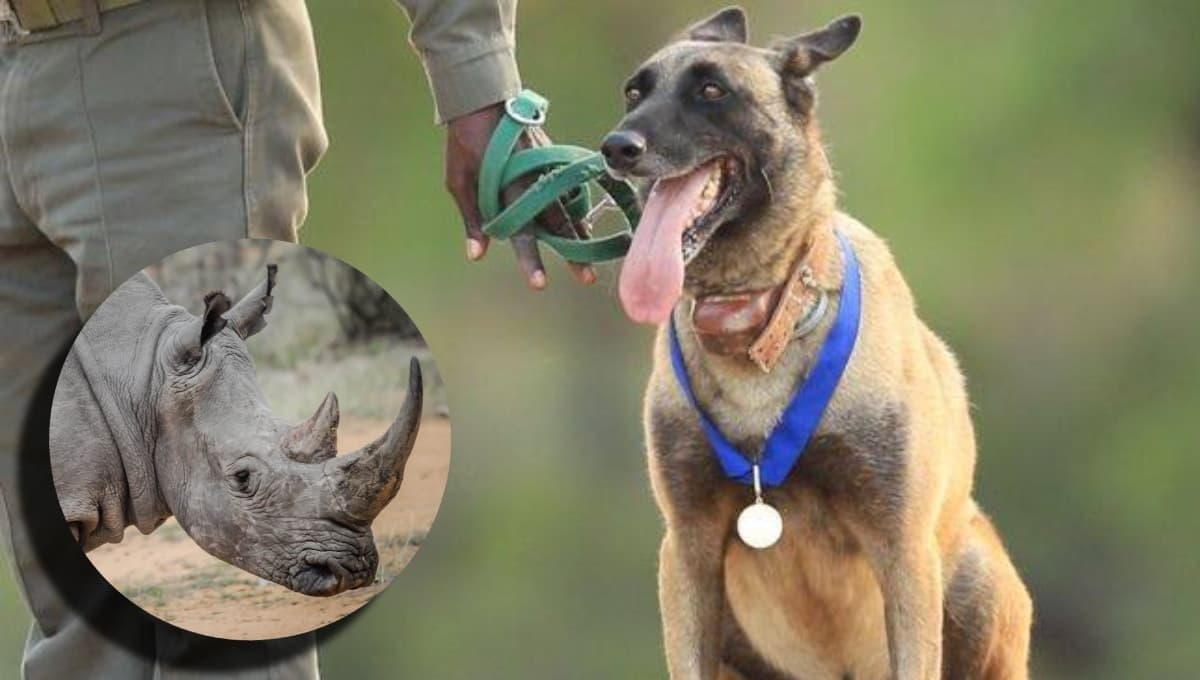Conoce a Killer, el perro heróico que peleó contra la caza furtiva