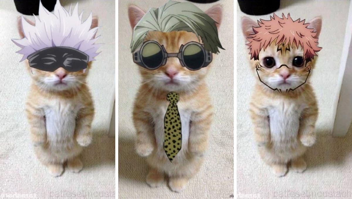 6 MEMES de gatos parados para reír a carcajadas