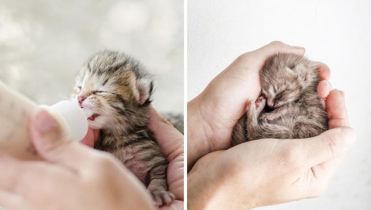 ¿Qué darle de comer a un gatito de 1 mes sin mamá?