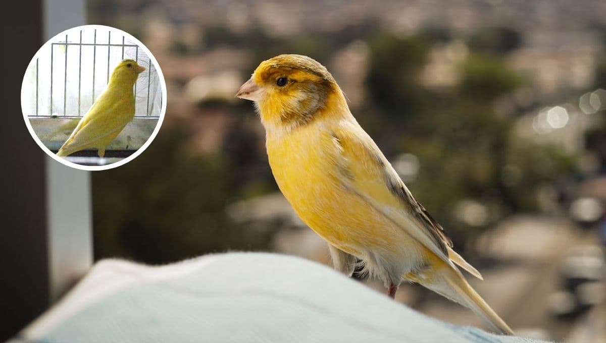 ¿Cuál es el tipo de canario que MÁS canta?