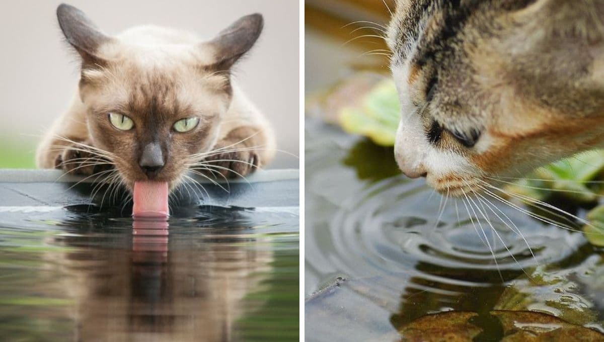 ¿Qué le puedo dar a mi gato si no quiere tomar agua?