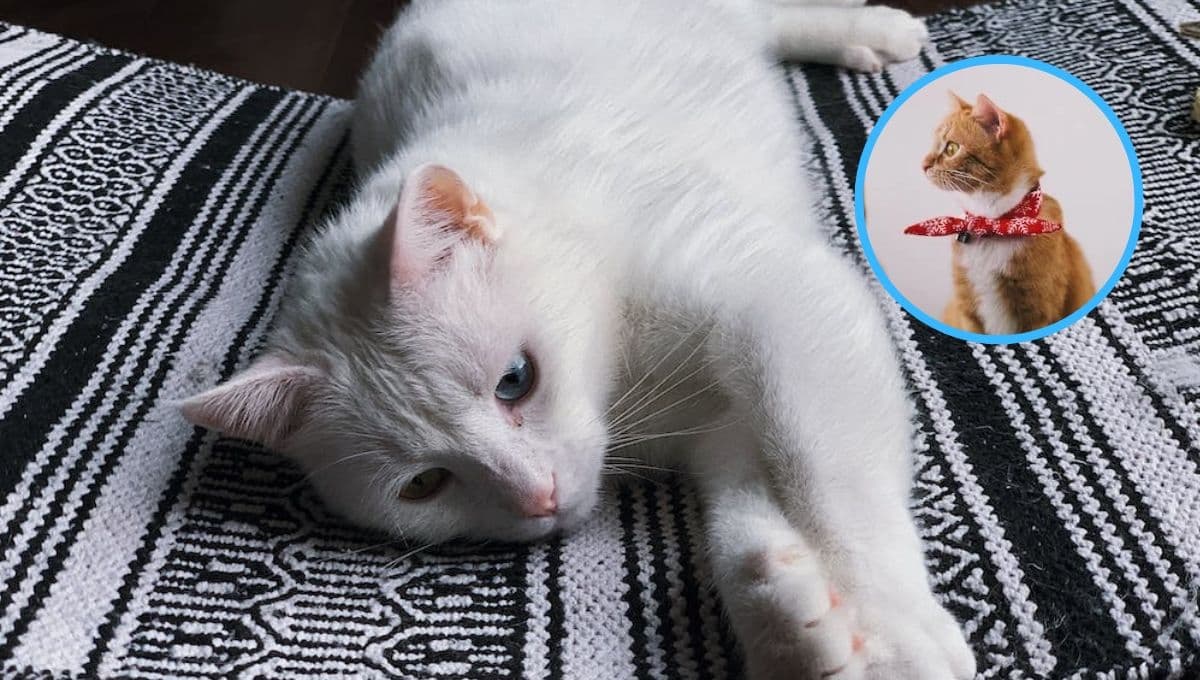 5 características de los gatos deprimidos por la llegada de otro gato